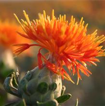 What is conjugated linoleic acid, CLA?