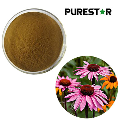 Can Echinacea Extract Really Deliver Powerful Antioxidant Benefits?