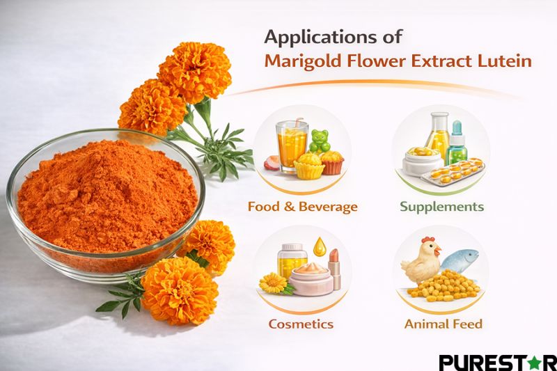 Marigold flower extract lutein is widely applied as a natural carotenoid ingredient in food and beverages, dietary supplements, cosmetics, and animal feed formulations, offering stable pigmentation and formulation versatility across industries.
