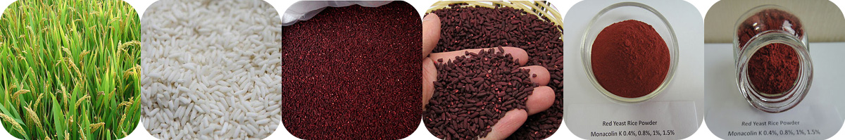 Red Yeast Rice Extract production process from rice fermentation to finished Red Yeast Rice Powder used in dietary supplements and functional food formulations.
