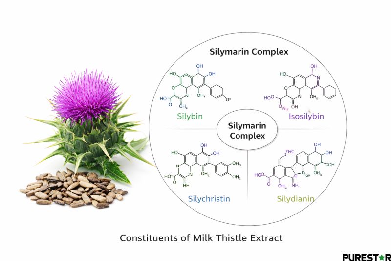Milk thistle extract composition highlighting silymarin complex with silybin, isosilybin, silychristin, and silydianin from milk thistle seeds.