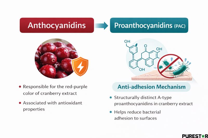 Comparison of anthocyanidins and proanthocyanidins (PAC) naturally present in cranberry extract, highlighting different polyphenol characteristics
