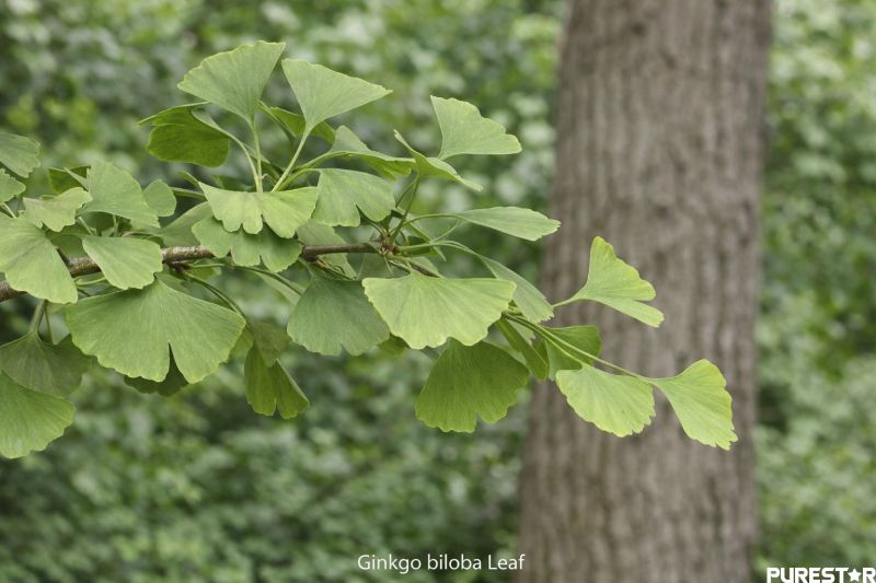 Ginkgo Biloba Extract derived from Ginkgo biloba L. leaves, showing the botanical source used for standardized ginkgo extract production