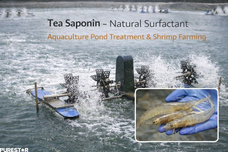 Camellia oleifera seed extract tea saponin application in aquaculture pond treatment and shrimp farming, natural tea saponin surfactant supporting aquaculture water management Camellia oleifera seed extract tea saponin application in aquaculture pond treatment and shrimp farming, natural tea saponin surfactant supporting aquaculture water management