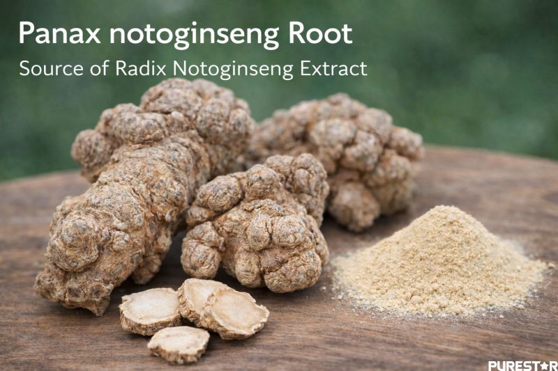 Radix Notoginseng root raw material showing Panax notoginseng root used for standardized Radix Notoginseng Extract and Notoginsenosides production