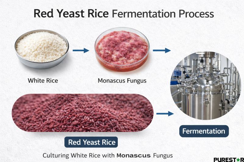 Red Yeast Rice: Metabolic Functions, Active Compounds and Health Benefits