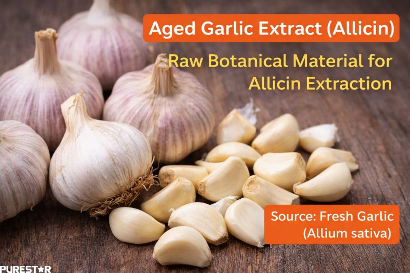 Fresh garlic bulbs and cloves (Allium sativa) used as the raw botanical material for producing Garlic Extract Allicin, highlighting natural plant sources for nutraceutical and feed additive manufacturing.