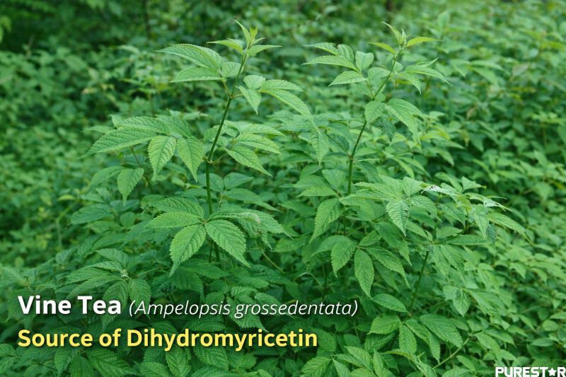 Vine Tea Plant (Ampelopsis grossedentata) growing in a natural mountain environment, fresh green vine tea leaves used as the raw material for Vine Tea Extract Dihydromyricetin botanical ingredient production.