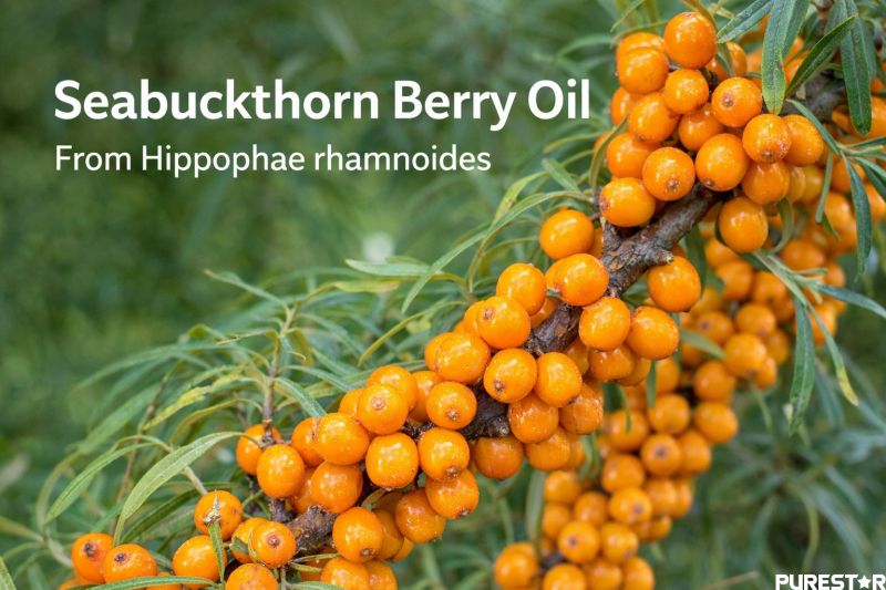 Seabuckthorn Berry Oil raw material image showing fresh orange seabuckthorn berries on branches, highlighting natural botanical source Hippophae rhamnoides