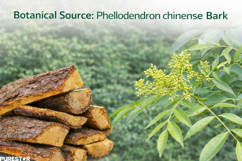 Berberine Hydrochloride raw material Phellodendron Chinensis bark natural botanical source