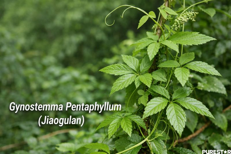 Gynostemma Pentaphyllum plant leaves growing naturally, raw material source for Gynostemma Pentaphyllum Extract used in botanical extract production