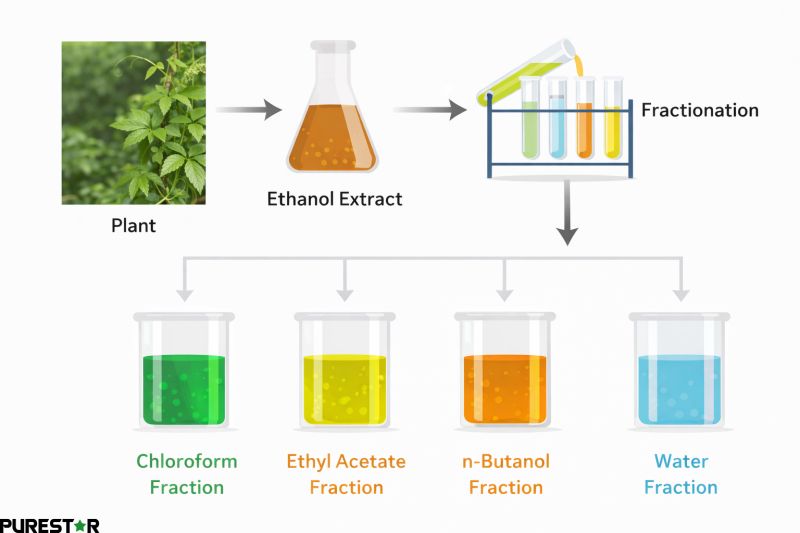 Gynostemma Pentaphyllum Extract production process showing saponin concentration and fractionation for high purity Gynostemma Pentaphyllum Extract