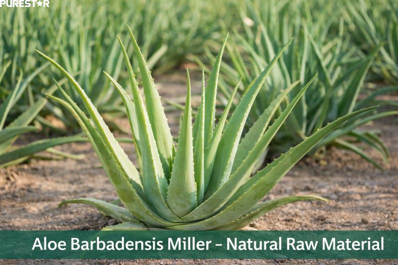 Aloe Vera Powder raw material with fresh aloe vera leaves showing natural plant source for aloe vera powder extract production
