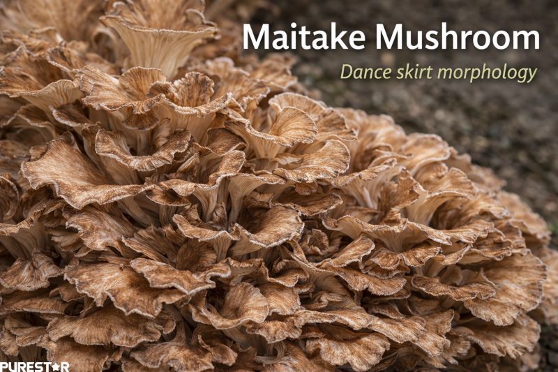 maitake mushroom morphology layered frond structure grifola frondosa identification for extract production