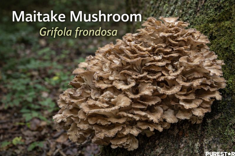 maitake mushroom raw material grifola frondosa growing on tree natural source for maitake extract powder