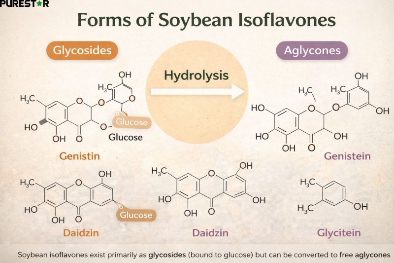 Forms of soybean isoflavones including glycosides and aglycones such as genistein daidzein and glycitein diagram