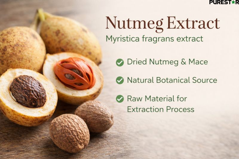 Nutmeg extract raw material showing whole nutmeg seeds and mace from Myristica fragrans natural botanical source