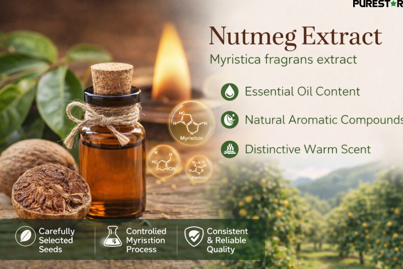 Nutmeg extract essential oil and aromatic compounds derived from Myristica fragrans seeds with natural warm scent
