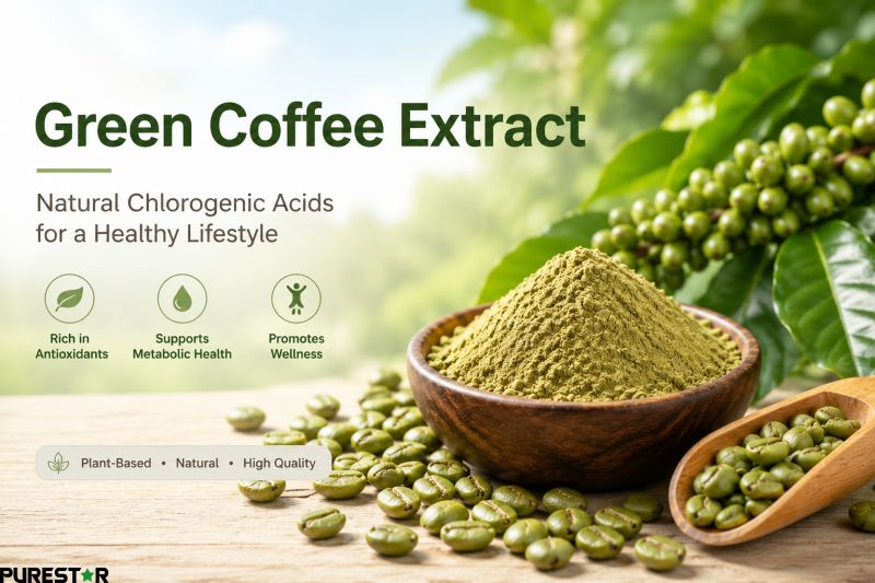Green coffee extract powder with unroasted green coffee beans rich in chlorogenic acids for functional food and dietary supplement applications