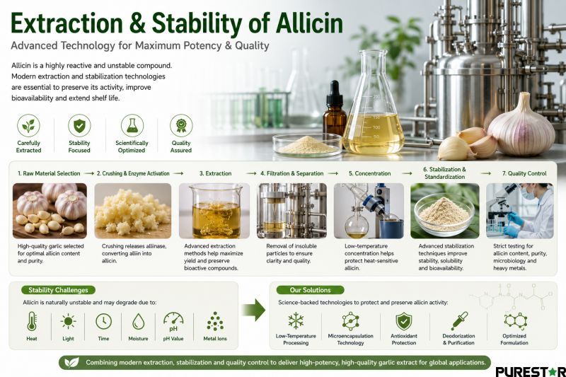 garlic extract allicin extraction stability technology ethanol extraction botanical ingredient manufacturing quality control sulfur compound processing infographic
