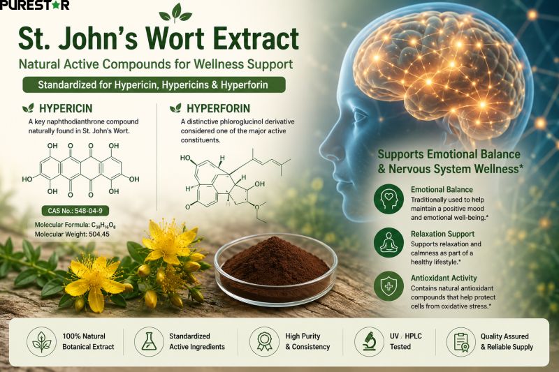 St. John’s Wort Extract Hypericin and Hyperforin scientific infographic with molecular structure, nervous system wellness support, standardized botanical extract and antioxidant activity