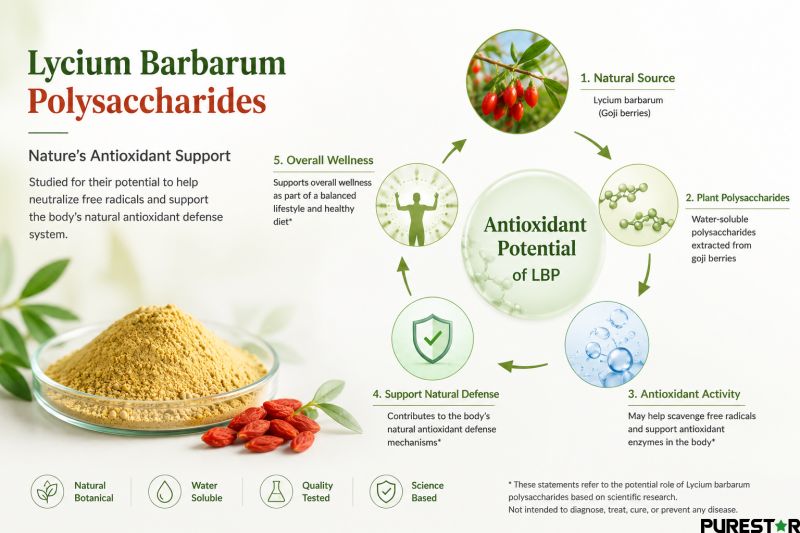 Infographic illustrating the antioxidant potential of Lycium Barbarum Polysaccharides and their natural botanical properties from goji berries.