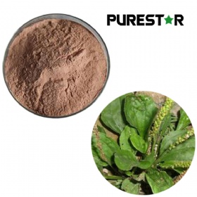 Asiatic Plantain Extract